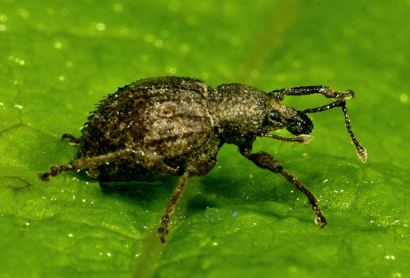 Curculionidae:  Otiorhynchus (Nihus) scaber